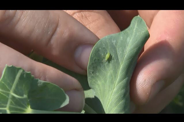 Bescherm uw erwten tegen luizen met Sivanto Prime !